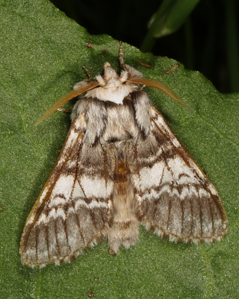 Lunar Marbled Brown, Butcombe Bank. 7th May 2013.