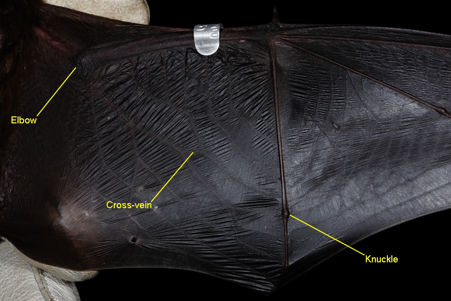 Nathusius' Pipistrelle dorsal view of male wing membrane. 11th May 2013.