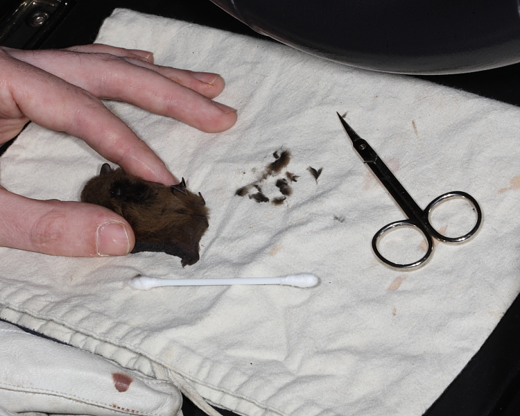 Daniel trimming fur between the shoulders of the female Nathusius' Pipistrelle. 11th May 2013.