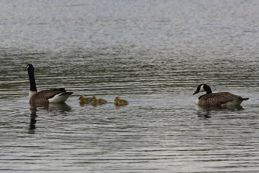 Canada Goose brood, Blagdon Lake. 16th May 2013.