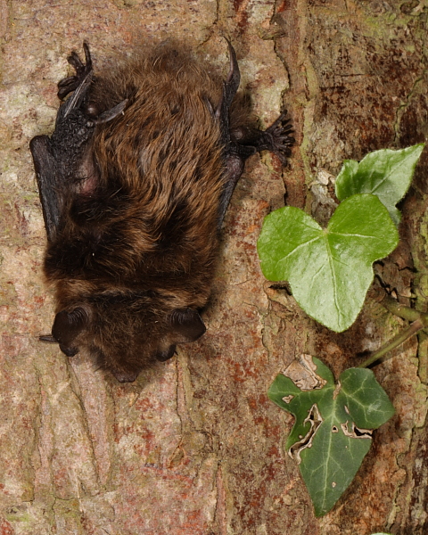 Female Brandt's Bat, Ash Tree. 19th May 2013.