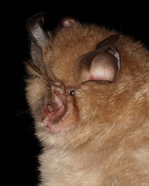 Lesser Horseshoe Bat, Butcombe Bay. 25th May 2013.