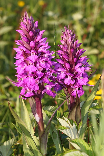 Southern Marsh Orchids, Rugmoor Bay. 5th June 2013.