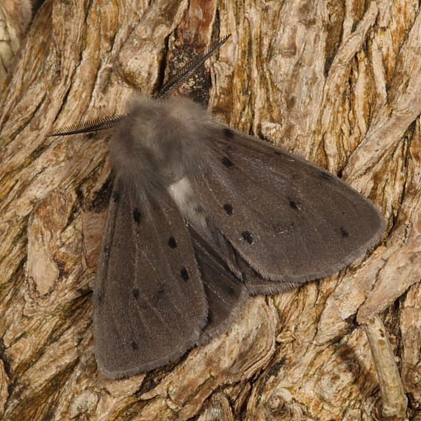 Muslin Moth, Pipe Bay Copse. 1st June 2013.