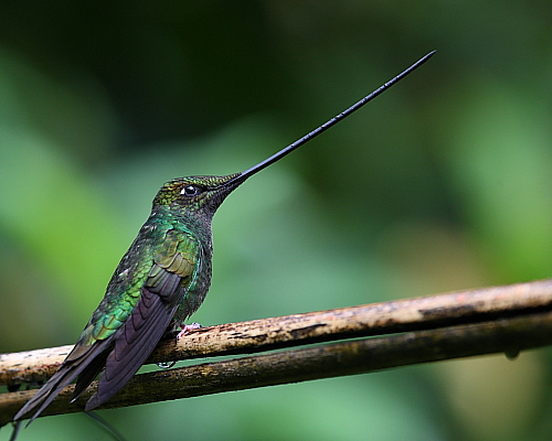 Sword-billed Hummingbird, Ecuador. 28th June 2013.