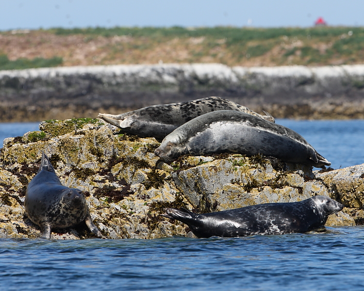 Grey Seals, Farne Islands. 18th July 2013.