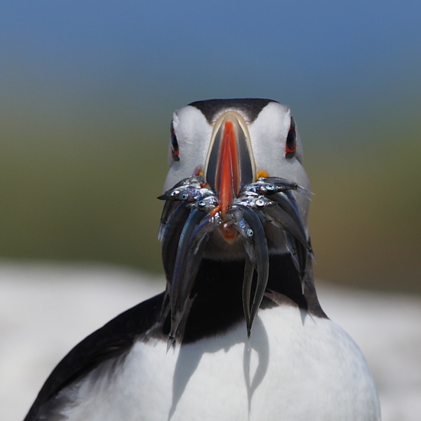 Atlantic Puffin with Sand Eels, Inner Farne. 18th July 2013.