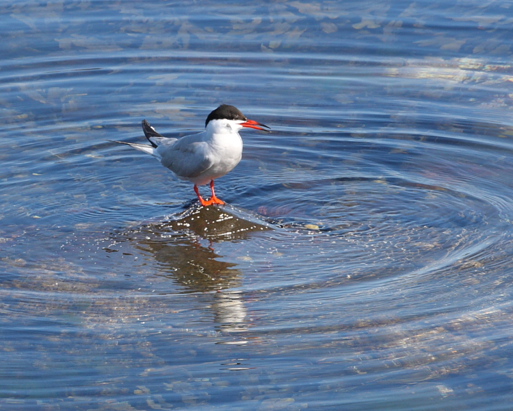 Common Tern, Inner Farne. 18th July 2013.