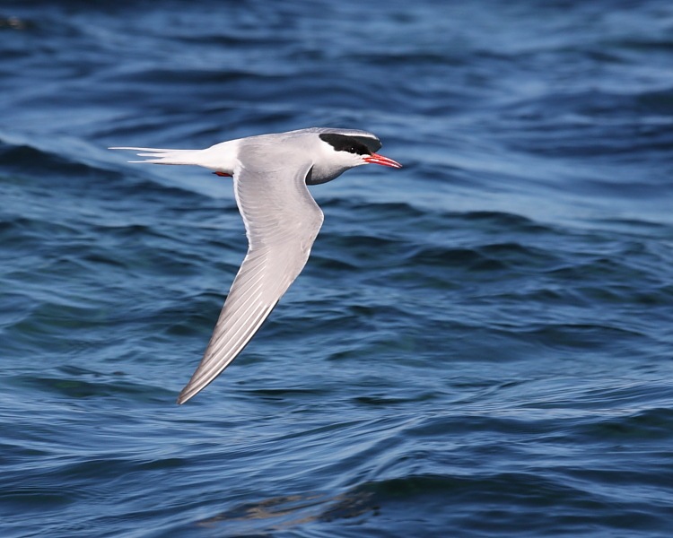 Arctic Tern, Inner Farne. 18th July 2013.
