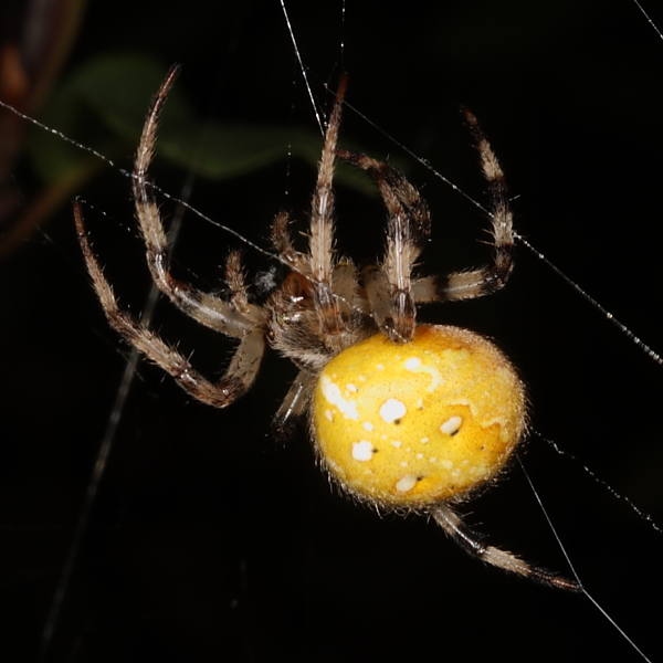 Spider Araneus quadratus, SWT Heath Heath. 9th Sept. 2013.