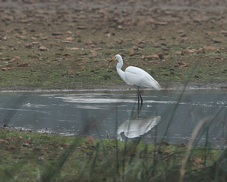 Great White Egret, Top End hide. 27th Sept. 2013.