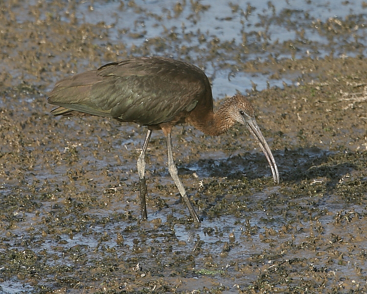 Glossy Ibis, Pipe Bay. 29th Sept. 2013.