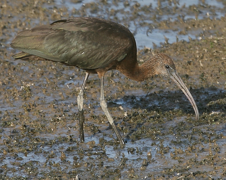 Glossy Ibis, Pipe Bay. 29th Sept 2013.