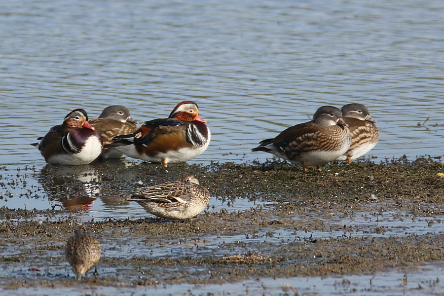 Mandarin Ducks, Pipe Bay. 24th Oct 2013.