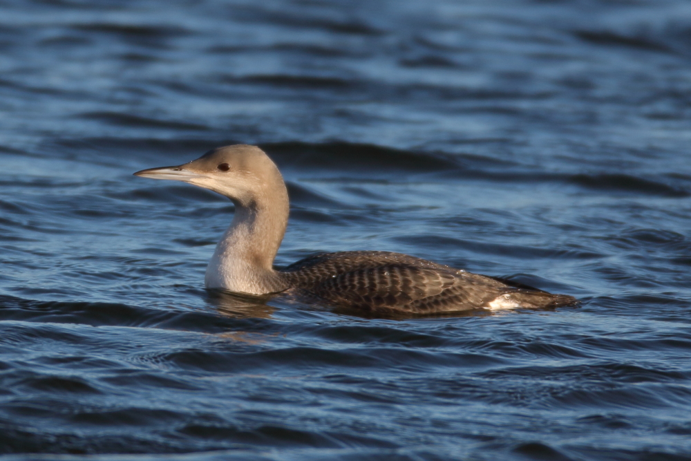 Black-throated Diver, Chew Valley Lake. 20th November 2013.