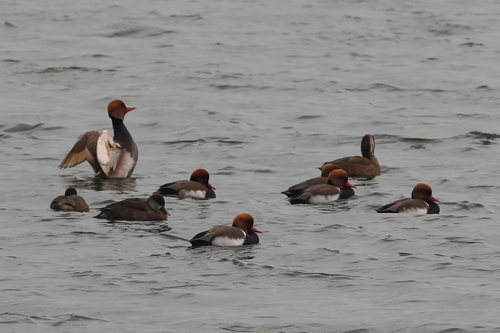 Red-crested Pochards off the dam wall. 12th Dec 2013.