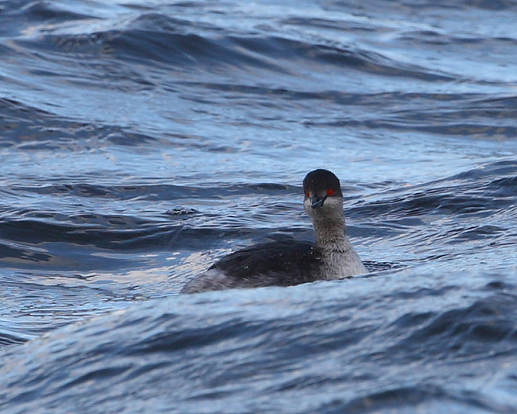 Black-necked Grebe, Holt Bay. 4th Feb 2014.