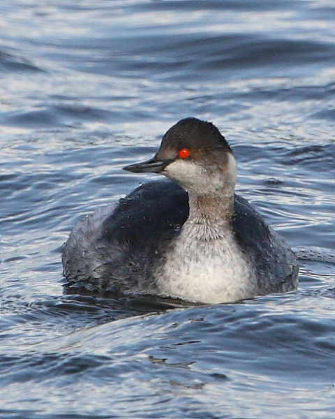 Black-necked Grebe, Holt Bay. 4th Feb 2014.