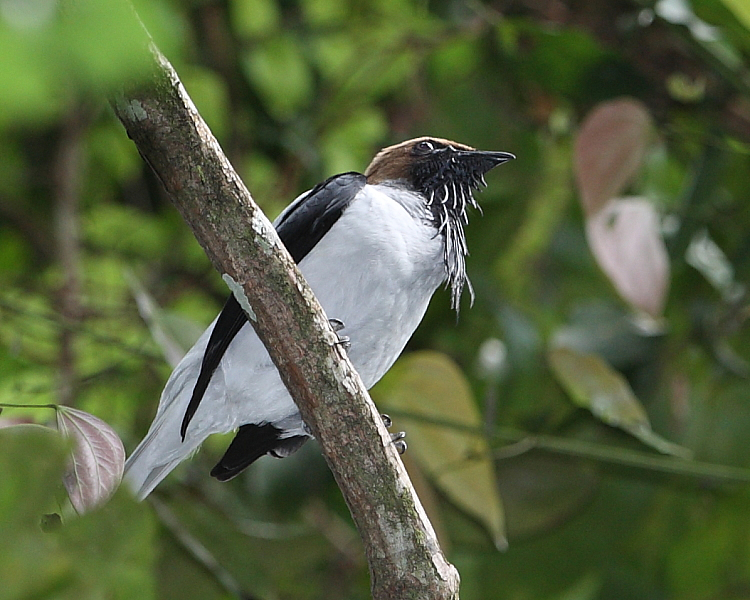 Bearded Bellbird, Asa Wright Nature Centre, Trinidad. 26th Feb 2014.