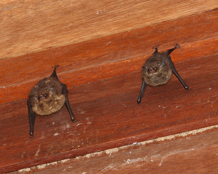 Sac-winged Bats Saccopteryx sp., Hacienda Jacana, Talparo, Trinidad. 27th Feb 2014.