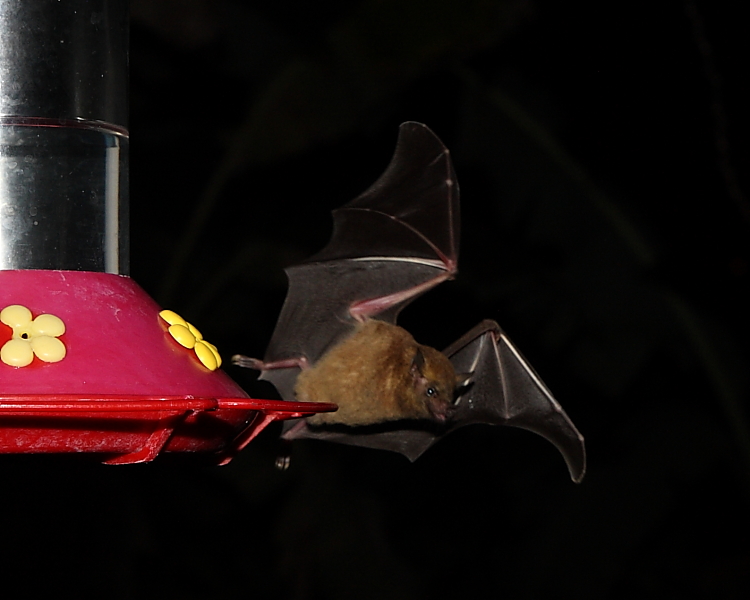 Greater Long-tongued Bat, Adventure Eco Villas, Tobago. 27th Feb 2014.