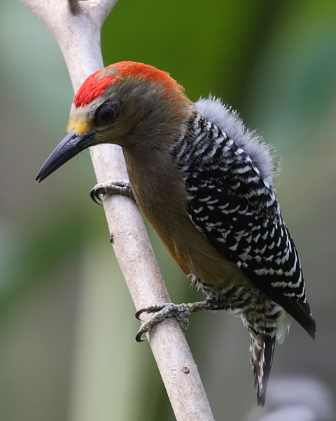 Juvenile Red-crowned Woodpecker, Adventure Eco Villas, Tobago. 28th Feb 2014.