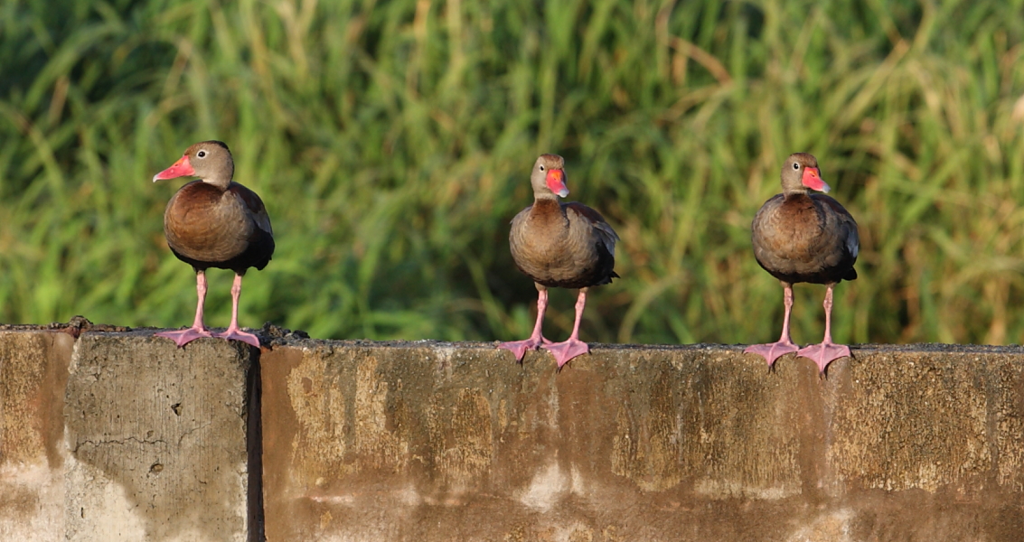 Black-bellied Whistling Ducks, Tobago. 1st March 2014.