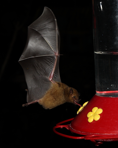 Greater Long-tongued Bat, Adventure Eco Villas, Tobago. 1st March 2014.