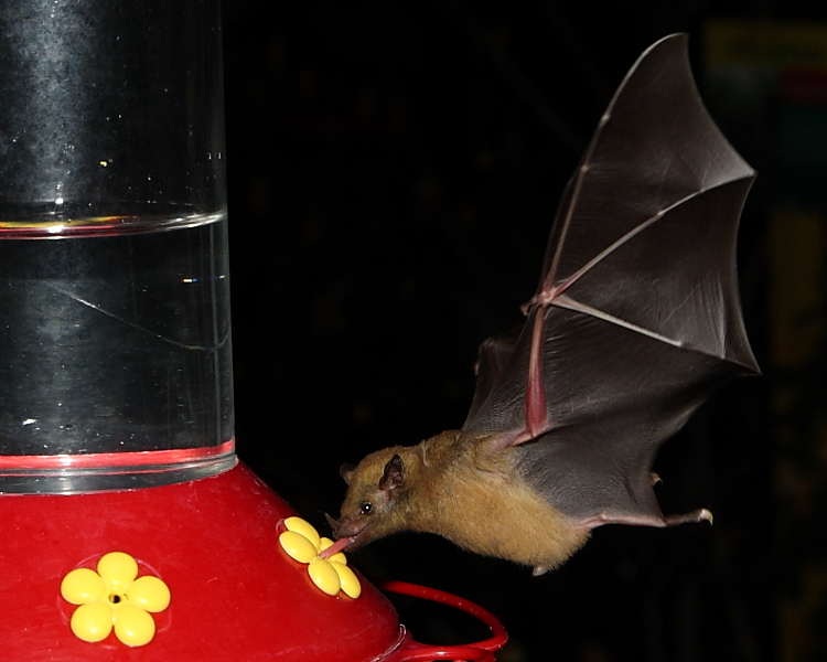 Greater Long-tongued Bat, Adventure Eco Villas, Tobago. 1st March 2014.