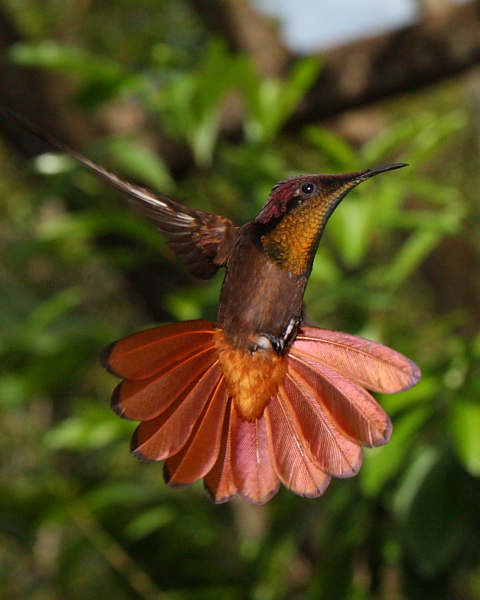 Ruby-topaz Hummingbird, Adventure Eco Villas, Tobago. 3rd March 2014.