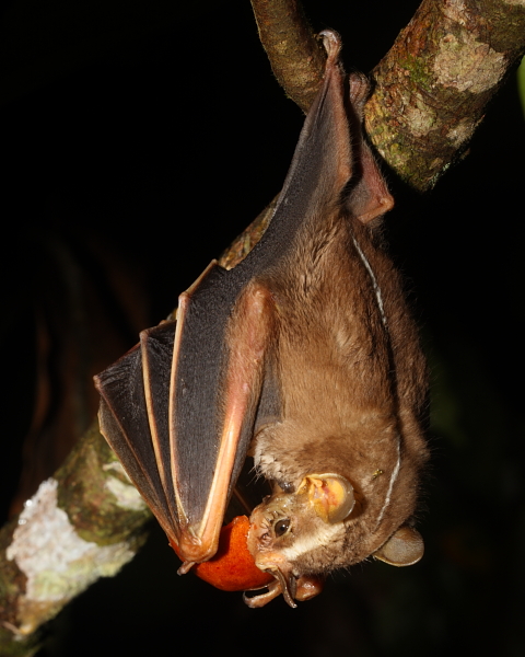 Great Stripe-faced Bat eating a Balata fruit, Northern hills, Trinidad. 12th March 2014.