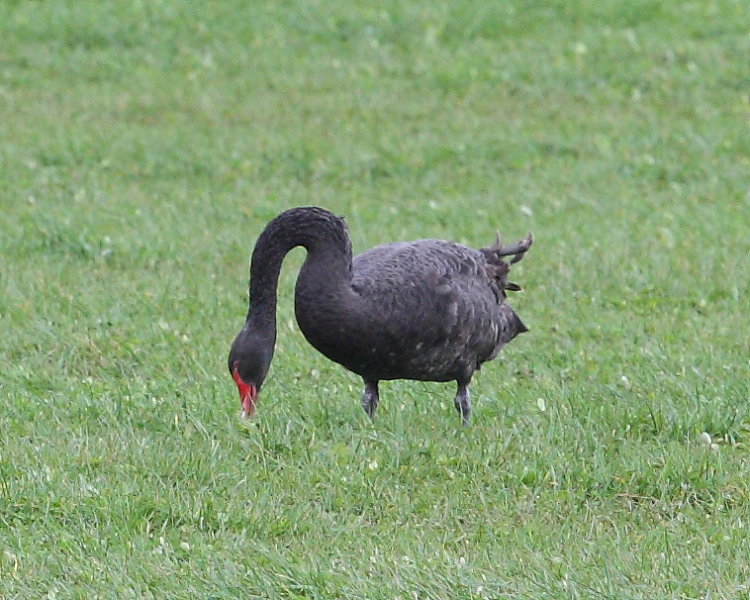 Black Swan, holt Farm. 18th March 2014.