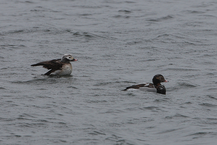 Male Long-tailed Ducks, Rainbow Point. 6th April 2014.