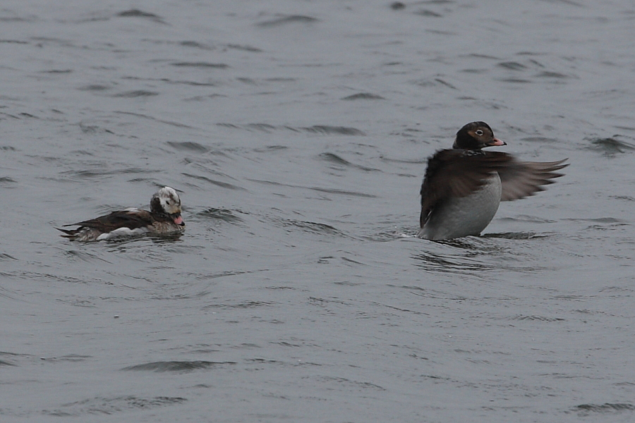 Male Long-tailed Ducks, Rainbow Point. 6th April 2014.