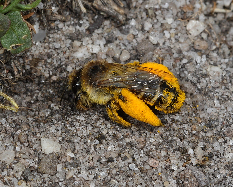 Hairy-legged Mining Bee, Stoborough Heath NNR, Dorset 1st Aug 2014.