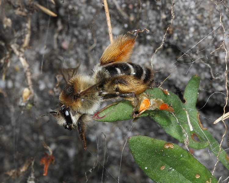 Hairy-legged Mining Bee, Stoborough Heath NNR, Dorset 1st Aug 2014.