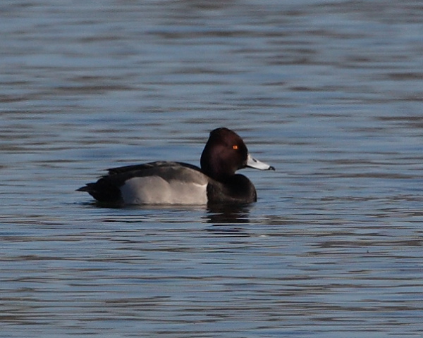 Male Aythya hybrid superficially resembling a Lesser Scaup, Wood Bay Point. 9th Feb 2015.