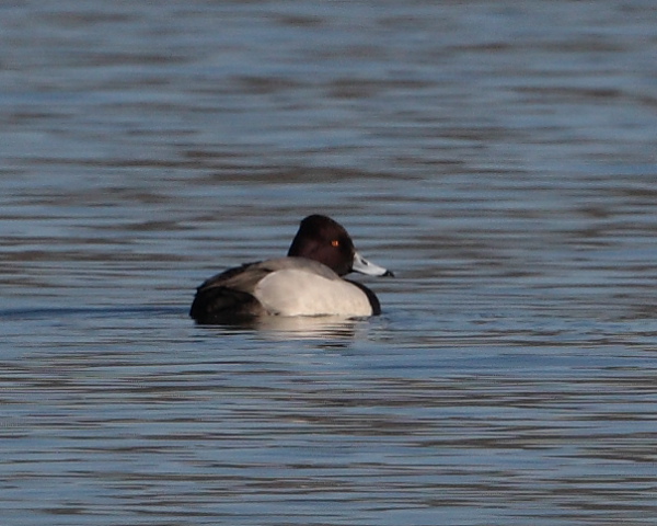 Male Aythya hybrid superficially resembling a Lesser Scaup, Wood Bay Point. 9th Feb 2015.