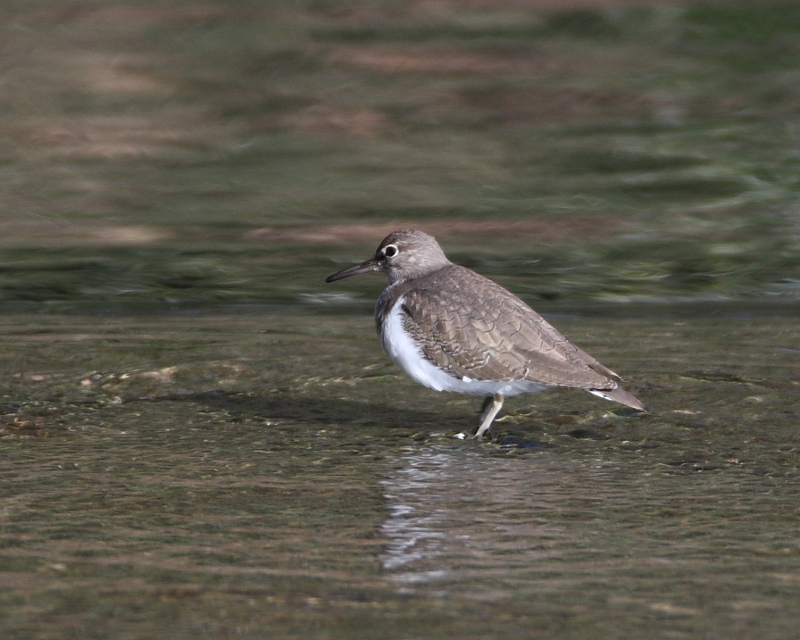 Common Sandpiper Actitis hyoleucos, Overspill, 18th February 2015.