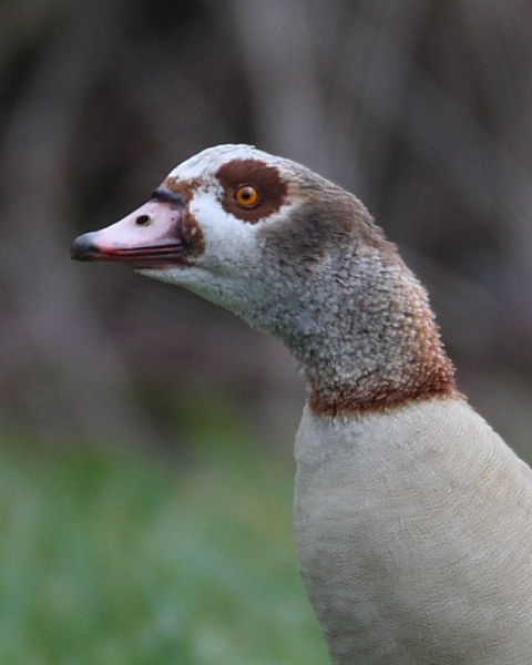 Egyptian Goose, Top End. 25th Feb 2015.