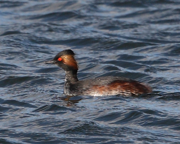 Black-necked Grebe, Wood Bay. 3rd March 2015.