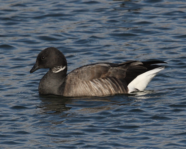 Brent Goose, Wood Bay. 4th March 2015.