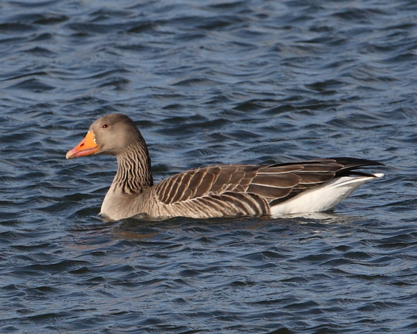 Greylag Goose, Wood Bay. 4th March 2015.
