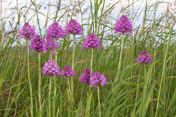 Pyramidal Orchids, Green Lawn. 27th June 2015.