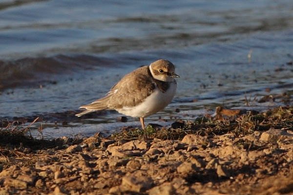 Juvenile Little Ringed Plover, Green Lawn. 19th July 2015.