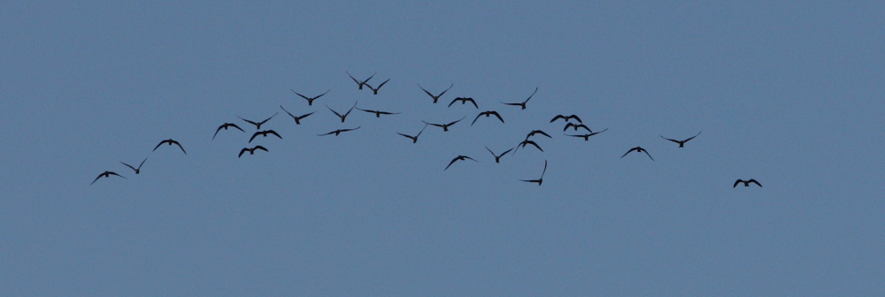 Black Tern flock. 23rd Aug 2015.