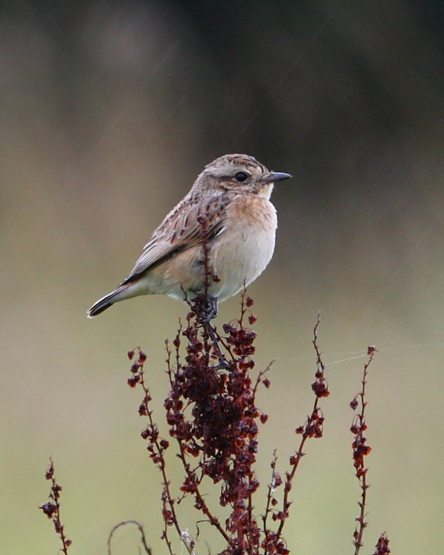 Whinchat, Green Lawn. 24th Aug 2015.