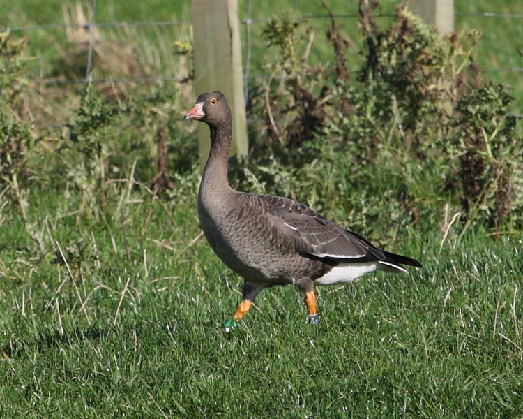 Lesser White-fronted Goose, Quendale, Shetland Isles. 9th Oct 2015.