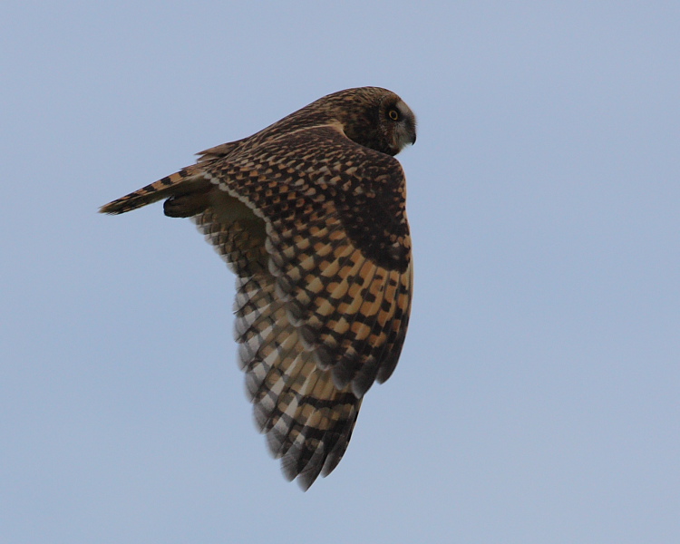Short-eared Owl, Aith, Shetland Isles. 9th Oct 2015.