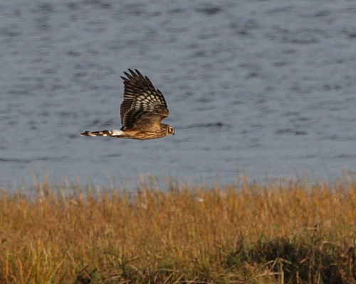 Hen Harrier, Lock of Spiggie, Shetland Isles. 15th Oct 2015.